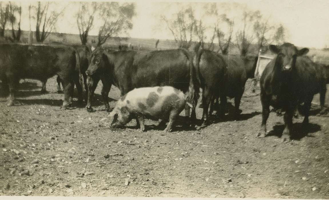 pig, cow, hog, Ackley, IA, Animals, Iowa, Iowa History, Koch, Ethel Ann, history of Iowa, cows