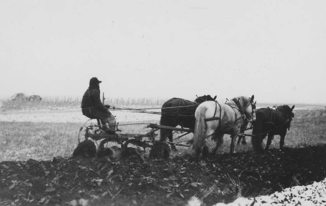 Farms, Animals, plow, Iowa History, Cedar Falls, IA, history of Iowa, Walker, Erik, Iowa, horse, snow