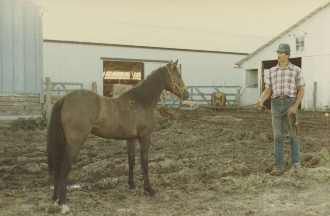 Farms, Animals, Siebring, Kathy, blue jeans, Barns, Iowa History, history of Iowa, Albion, IA, horse, Iowa