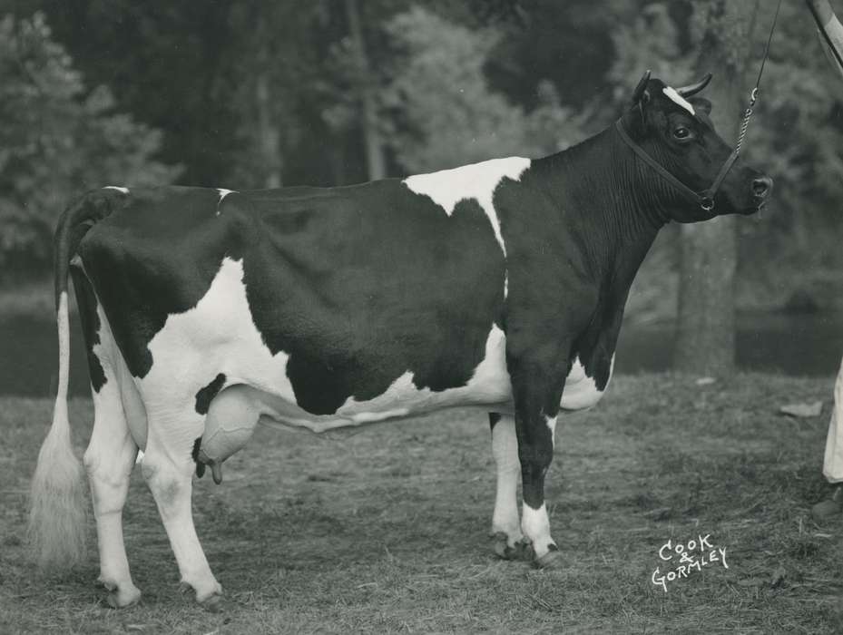Waterloo, United States, national cattle congress, Grout Museum of History and Science, cow, Photos, holstein, historic, history, IA, Black Hawk, holstein cow, ia, Iowa, Animals, cattle congress