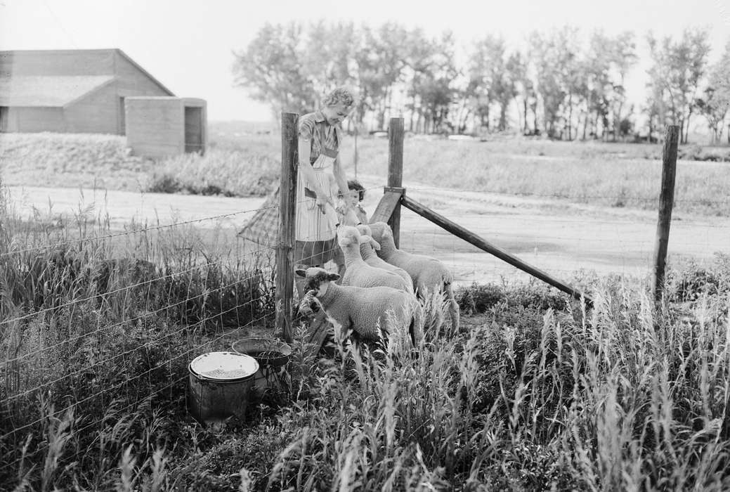 Iowa, Children, historic, United States, Animals, Farms, history, Photos, IA, Orange City, Lyon, Howard, Sioux, lamb, ia