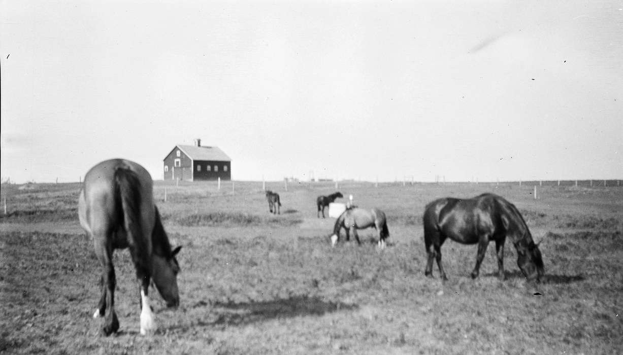 Barns, MT, Iowa History, Iowa, Animals, horse, University of Northern Iowa Museum, correct date needed, Farms, history of Iowa