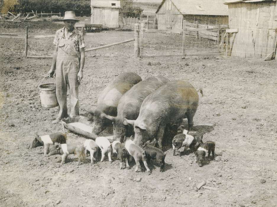bucket, pig, Farms, Barns, hat, fence, history, historic, ia, Iowa, Coon Rapids Enterprise, Animals, farmer, coveralls, Photos